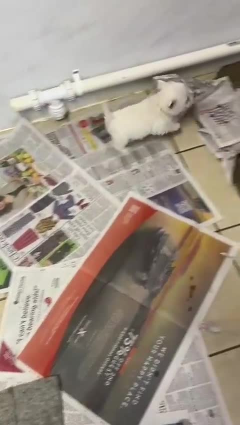 West Highland Terrier dogs for sale: Westdrew Westies - 5 star licensed breeder - Video 2