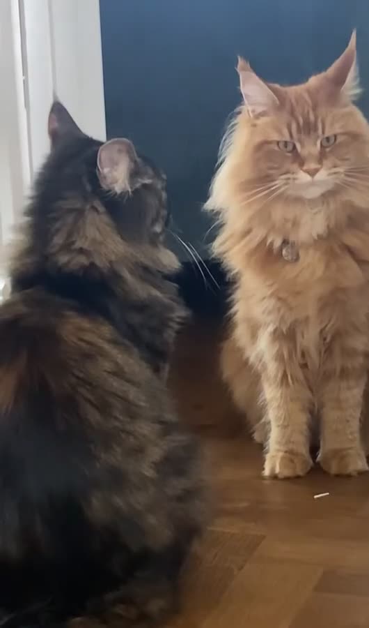Maine Coon cats for sale: 2 Maine Coon Cats Seeking a Loving New Home - Video 4