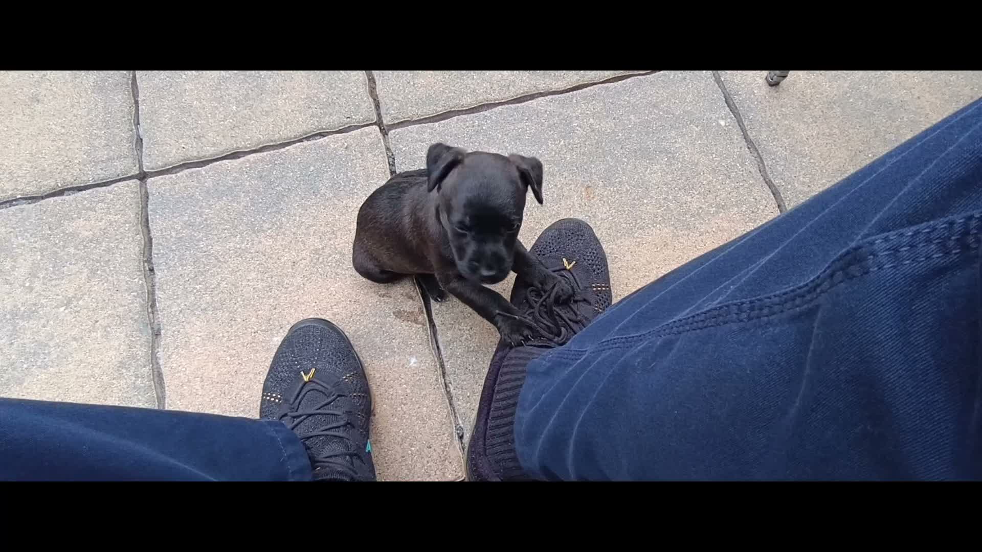 Patterdale Terrier dogs for sale: 3 stunning patterdales ready for new homes - Video 2