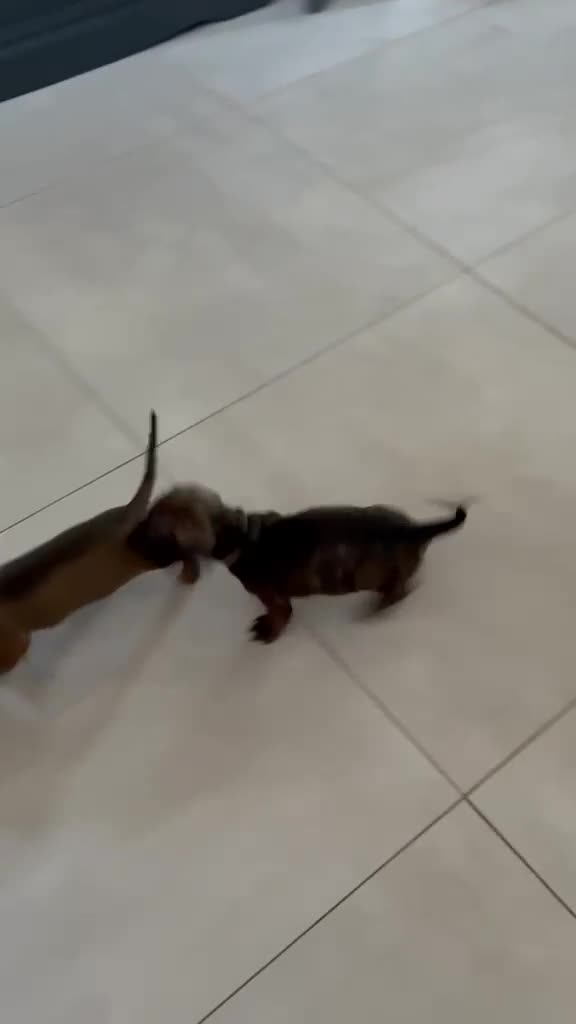 Miniature Dachshund dogs for sale: MINIATURE dachshund puppies UNIQUE fur patterns - Video 3