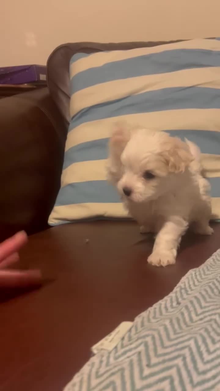 Mixed Breed dogs for sale: Cotonese puppies  - Video 1