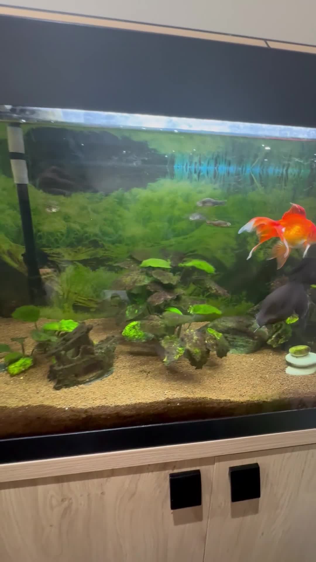 Goldfish fish for sale: Fluval Fish Tank with Cabinet and lots of extras  - Video 1