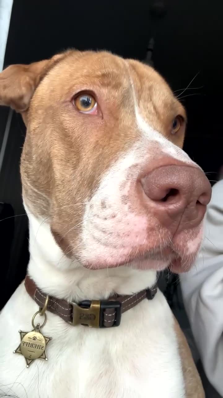 American Bull Staffy dogs for sale: American bull staffy - Video 3