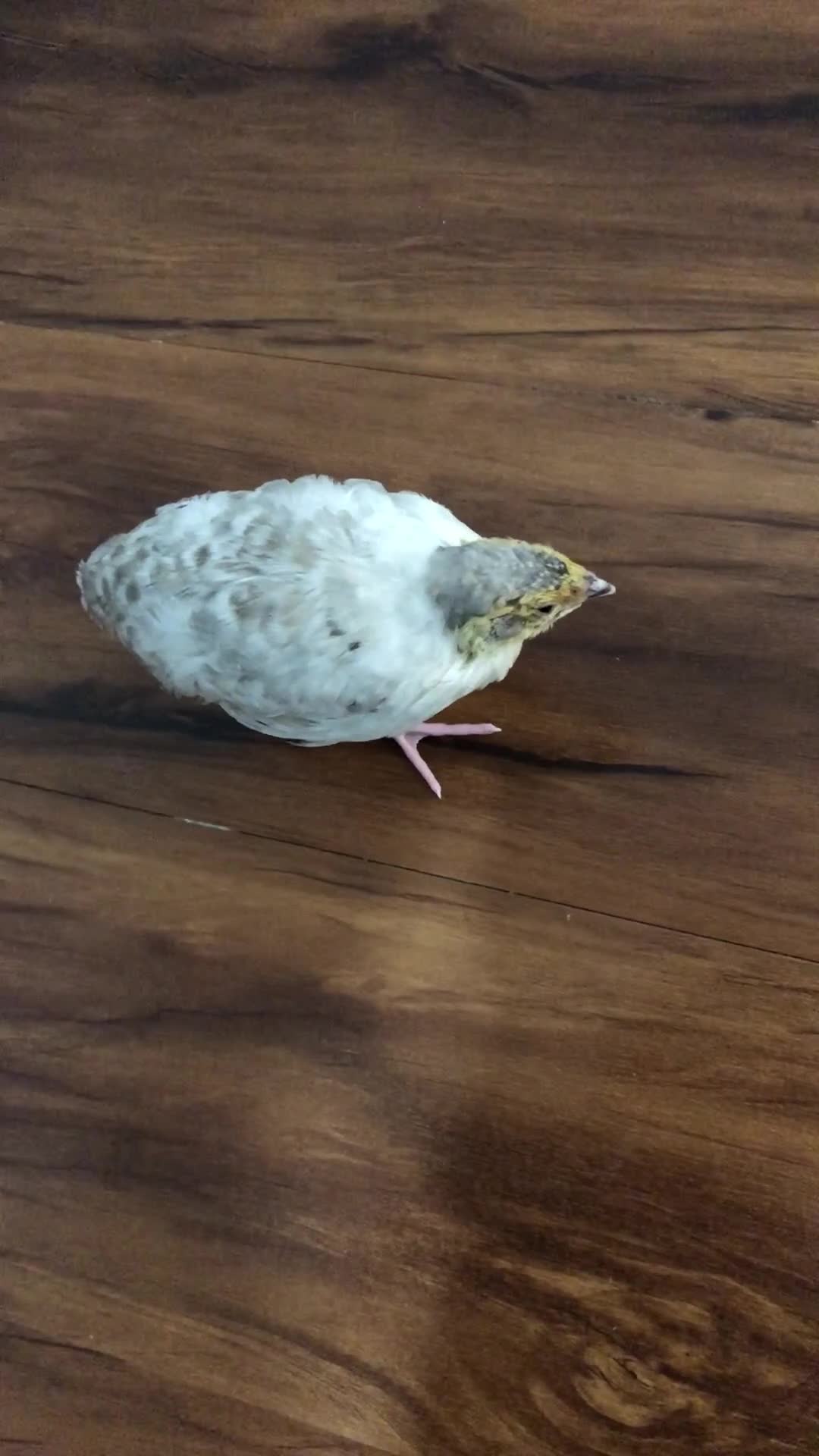 Mixed Breed birds for sale: 5 quail chicks  in Manchester - Video 1