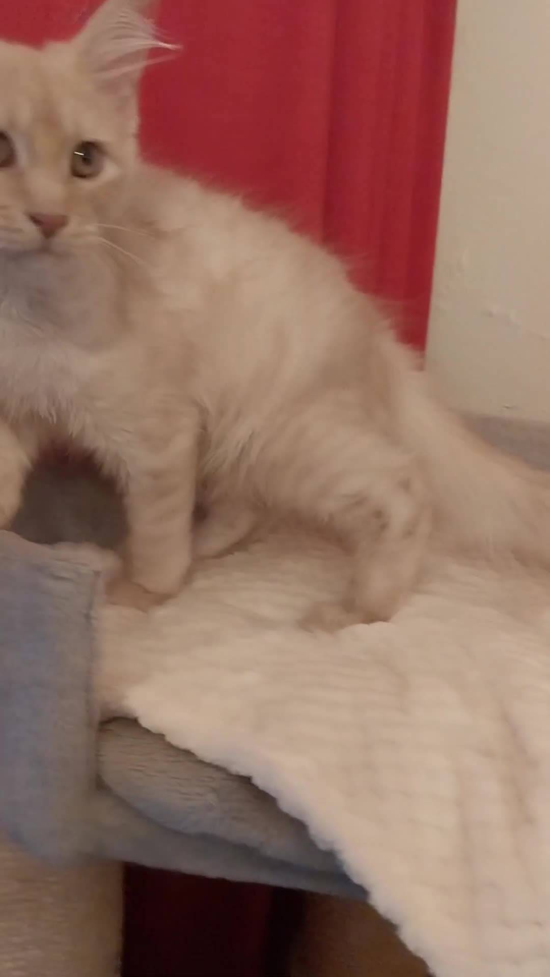 Maine Coon cats for sale: TICA Reg Maine Coon Kittens. Cream Smoke. ACTIVE. - Video 2
