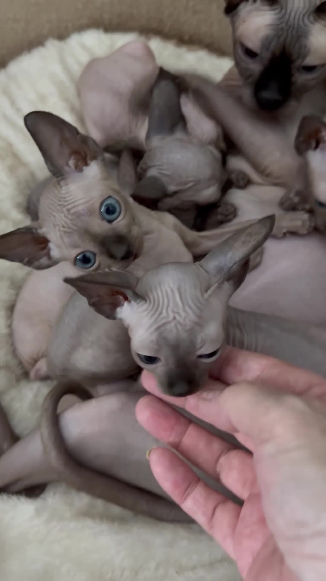 Sphynx cats for sale: Sphynx canadian kittens ready to leave now  - Video 1