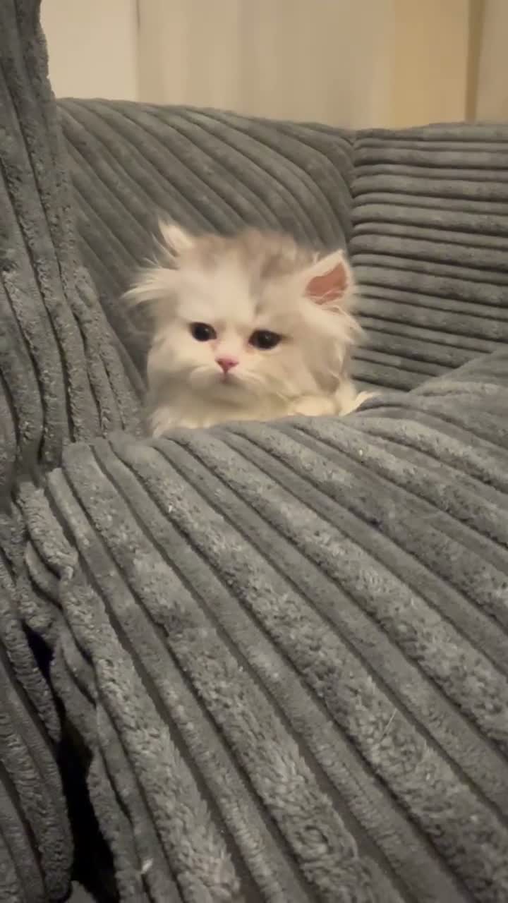 Napoleon cats for sale: Purebred Silver & White Short-Legged Minuet Girl  - Video 1