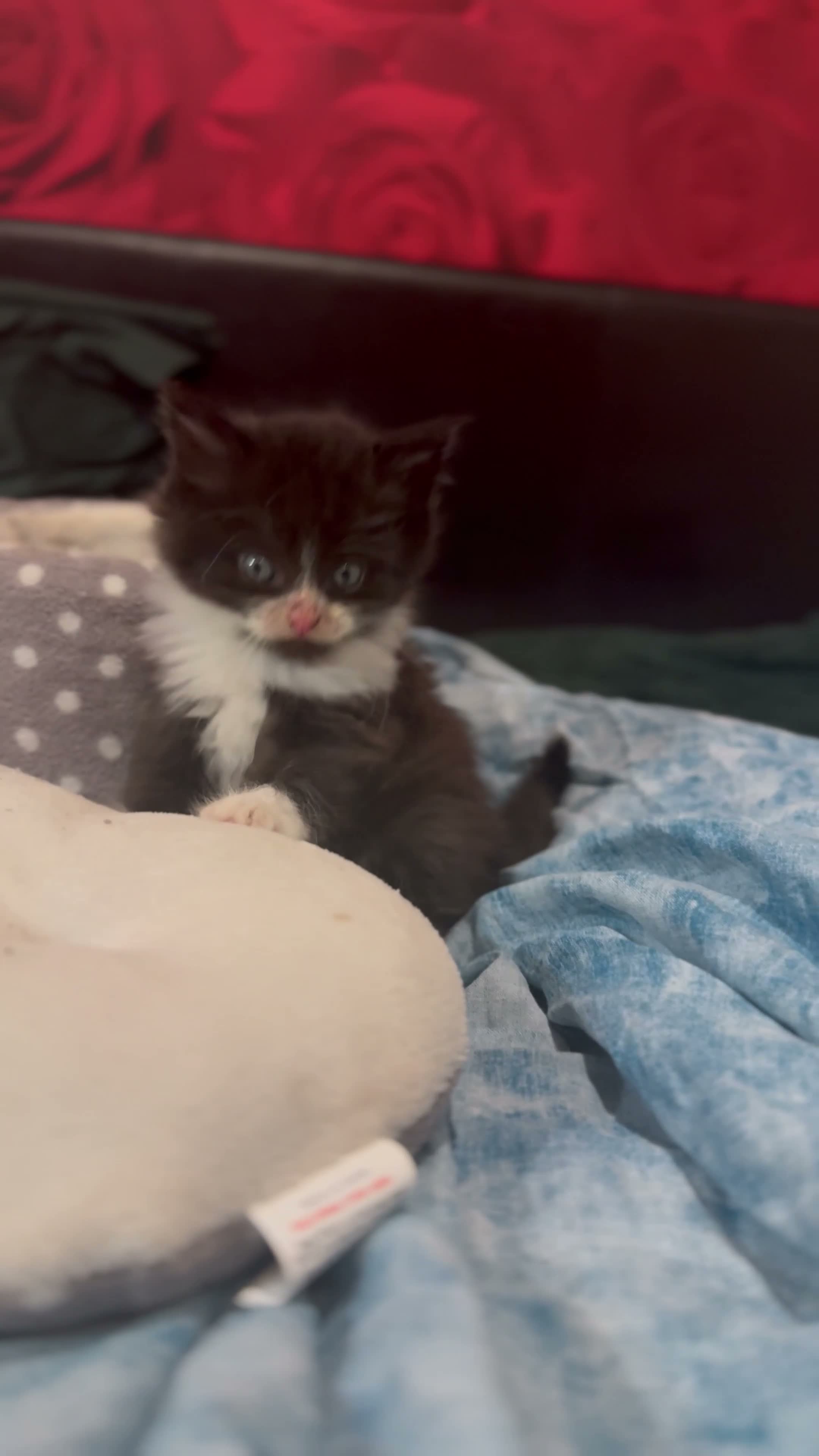 Mixed Breed cats for sale: “ **  Paws” in Manchester - Video 3