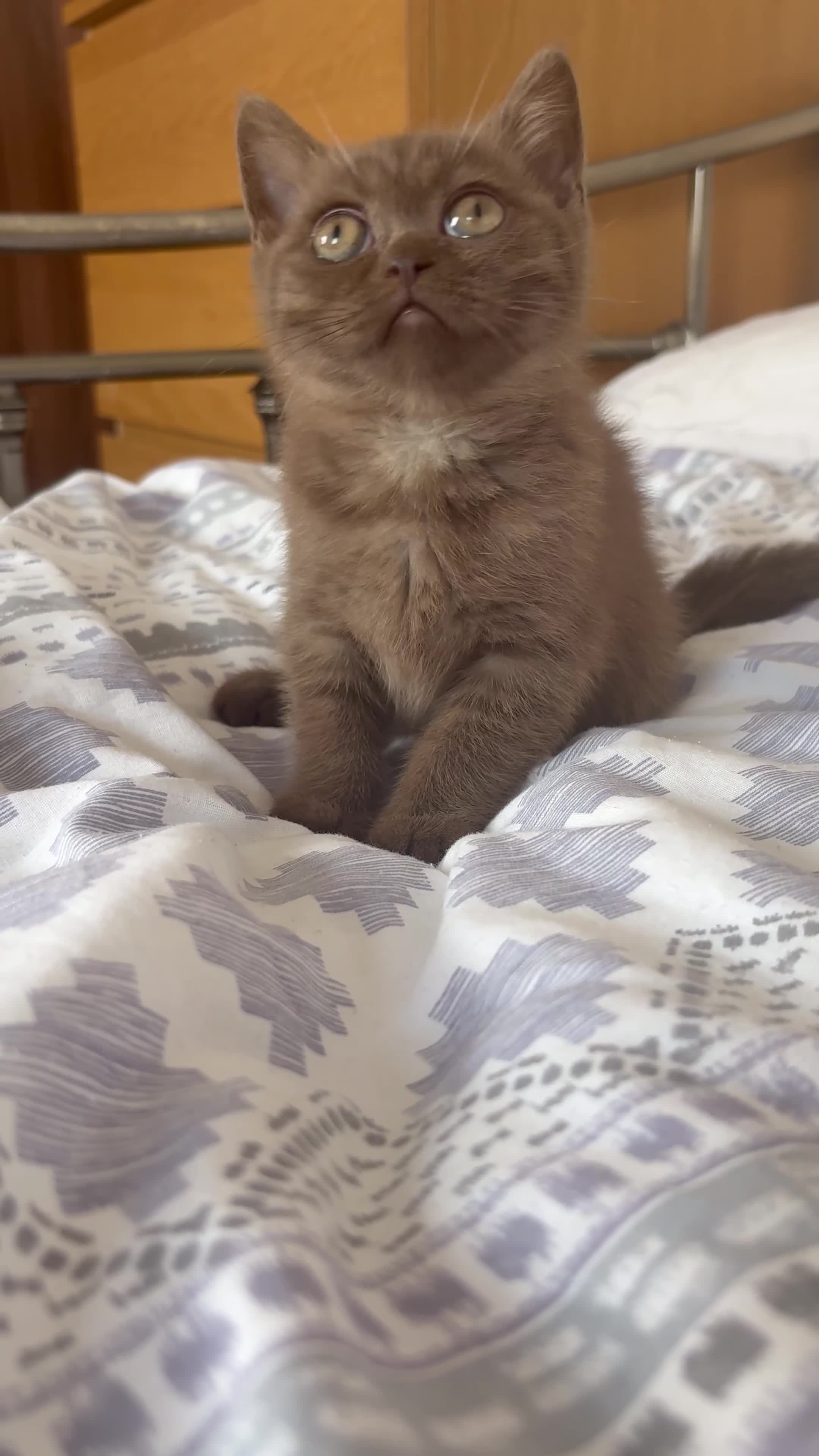 British Shorthair cats for sale: Cinnamon bsh girl  - Video 1