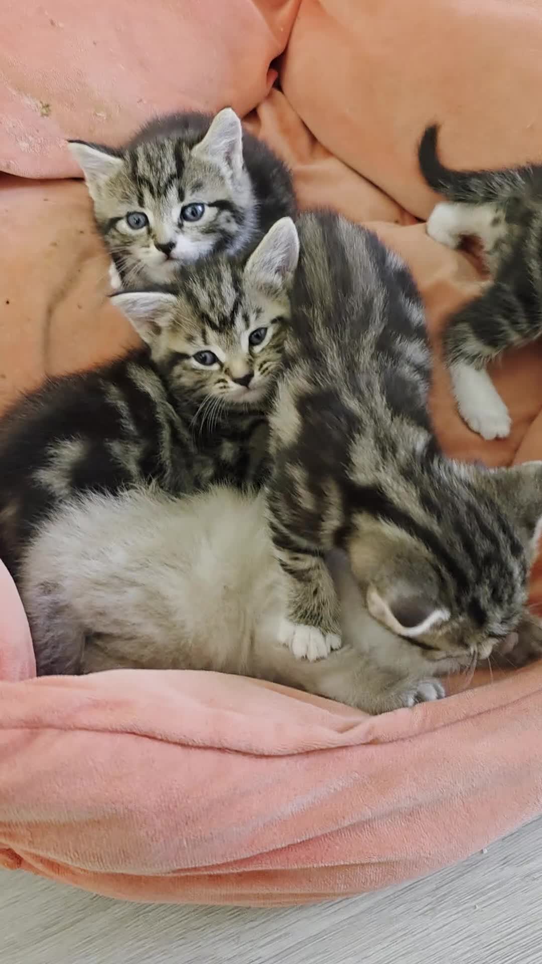 Mixed Breed cats for sale: 🔹️🔹️Lovely Kittens🔹️🔹️Ragdoll x domestic cat.  - Video 2