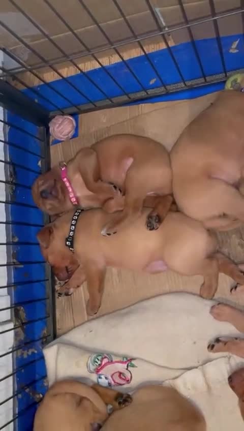 Labrador Retriever dogs for sale: Stunning Fox Red Labrador Puppies For Sale - Video 2