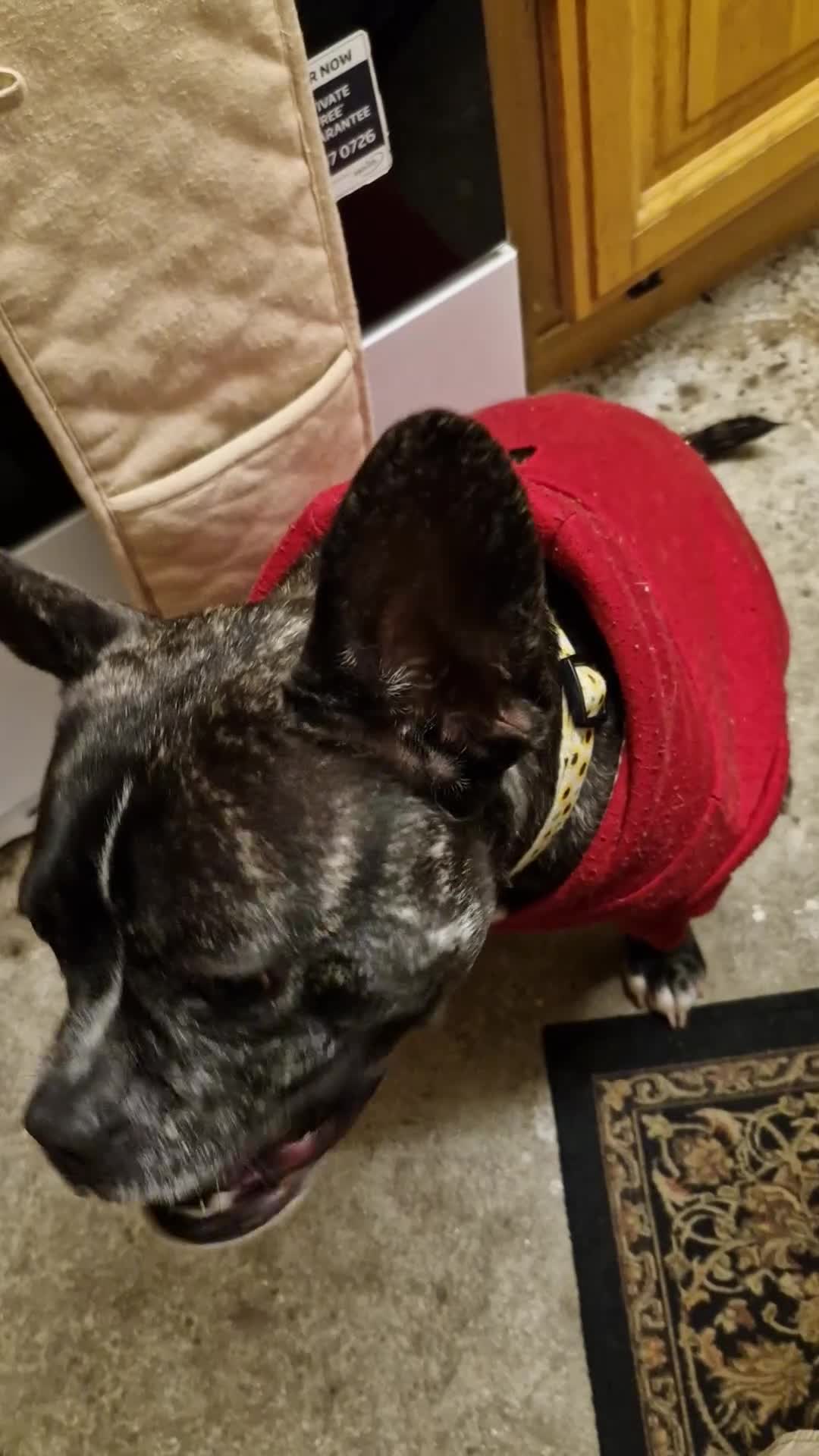 Mixed Breed dogs for sale: Fraffy 4 years old in Plymouth - Video 1