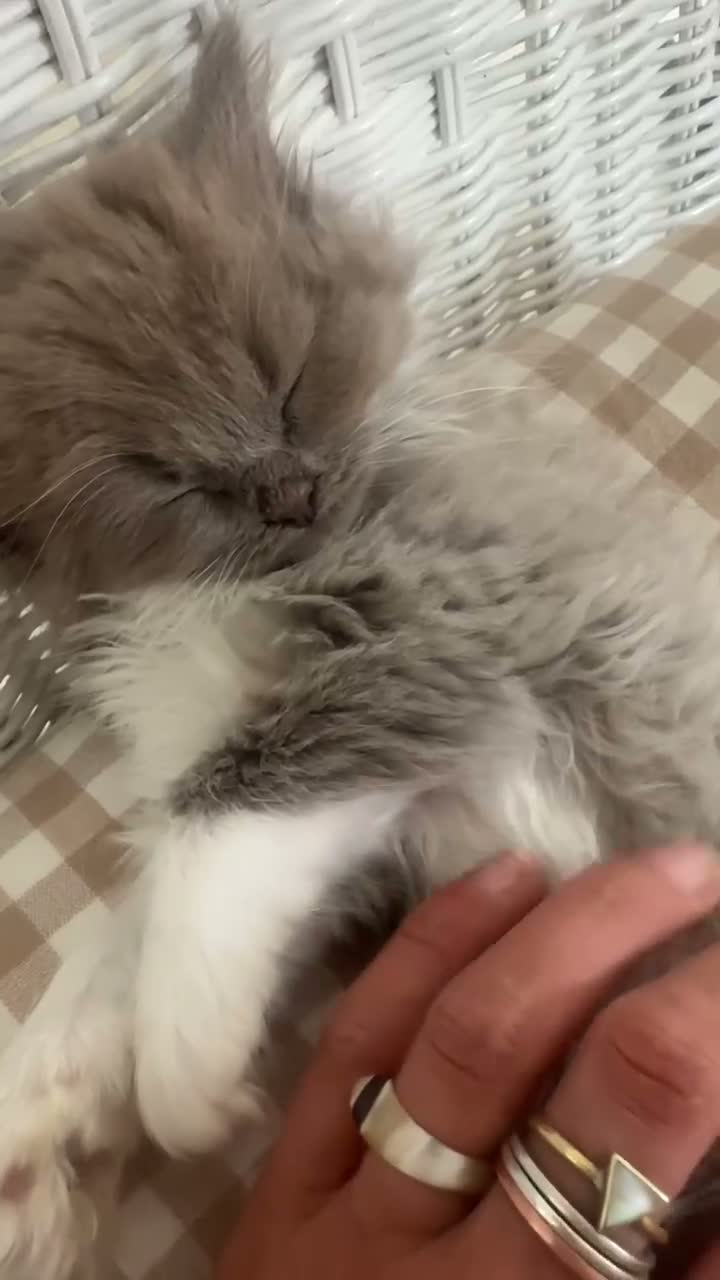 Ragdoll cats for sale: 🤍Exquisite 87.5% Ragdoll Kittens. Rare colours - Video 3