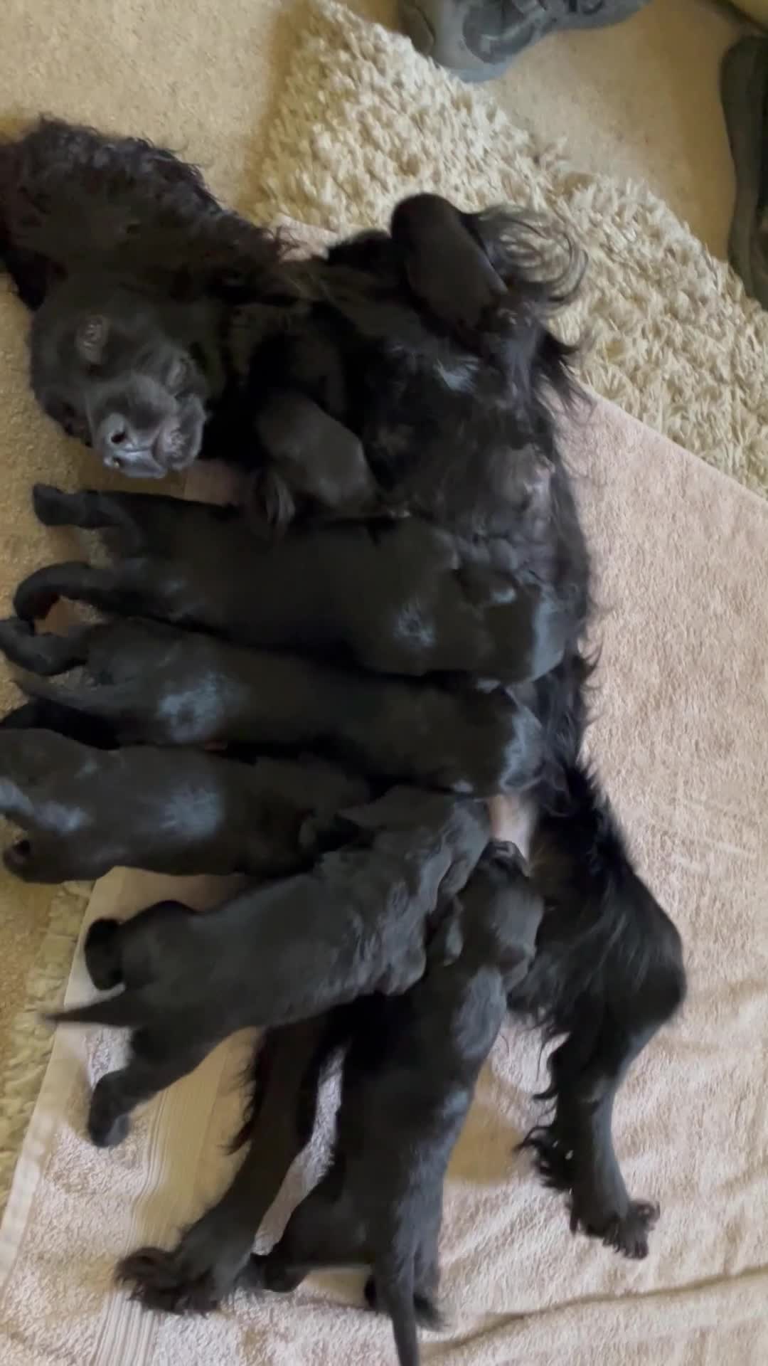 Cocker Spaniel dogs for sale: Beautiful working Cocker Spaniels  - Video 1