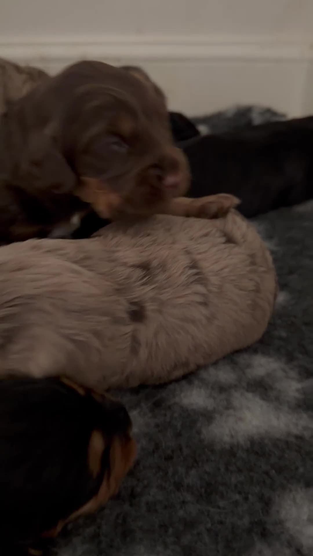 Sprocker dogs for sale: Beautiful litter of 7 working cockers - Video 1
