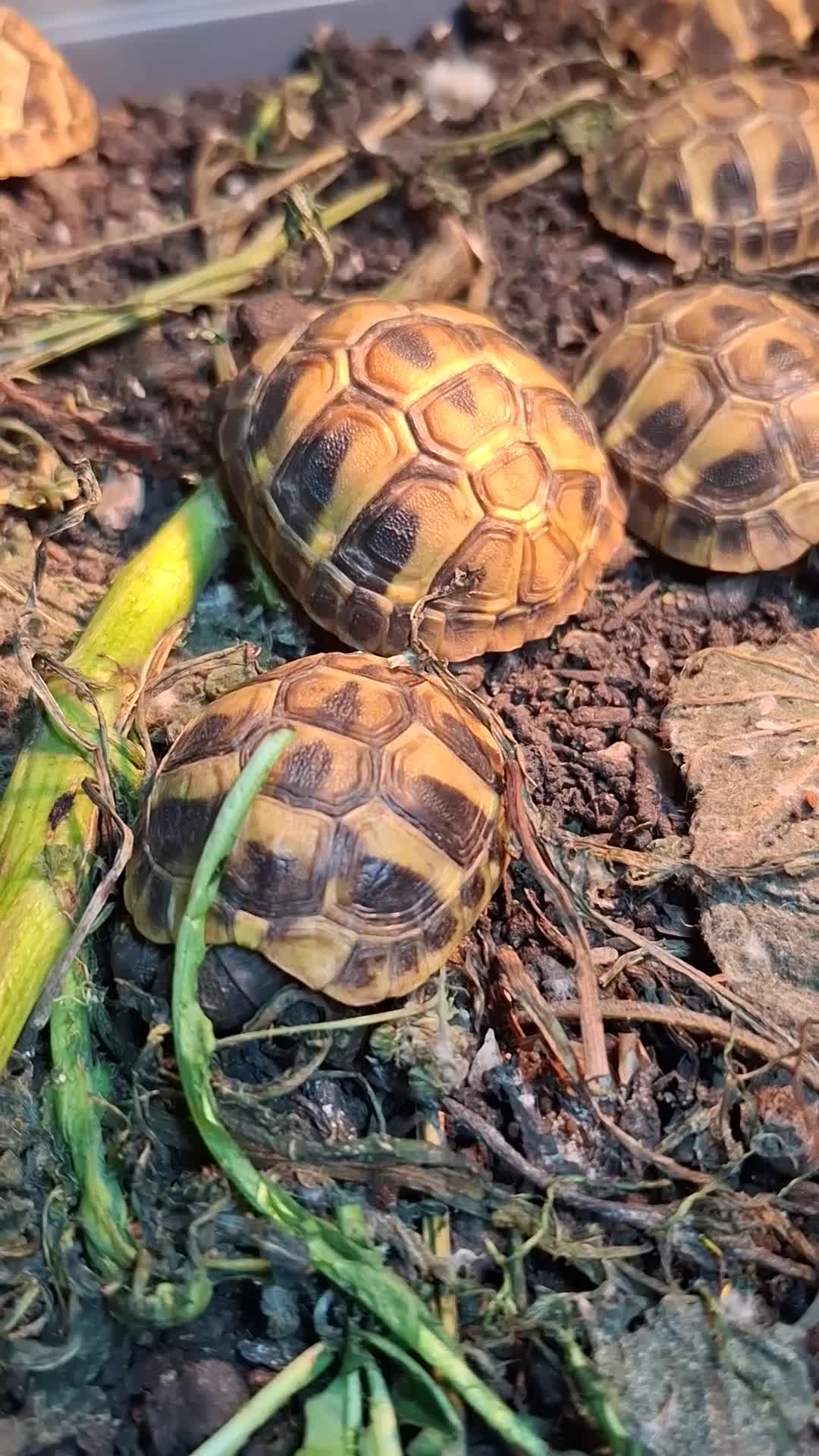 Hermann Tortoise reptiles for sale: Hermann Tortoises  - Video 1