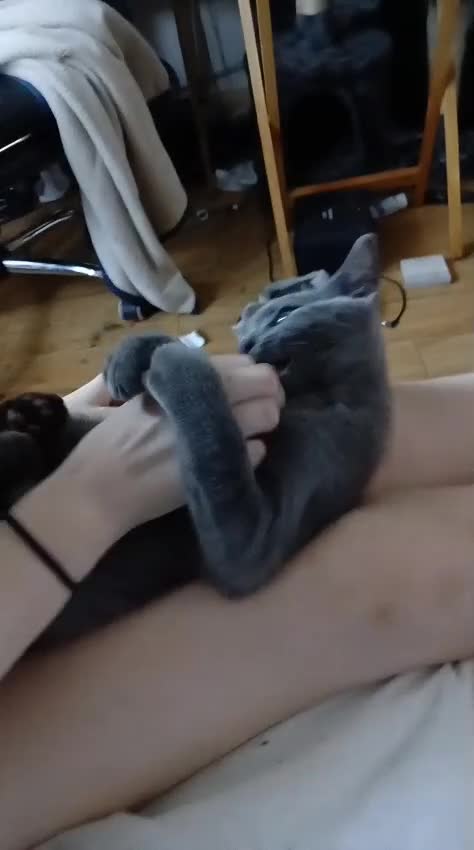 Russian Blue cats for sale: Russian blue cats - Video 1