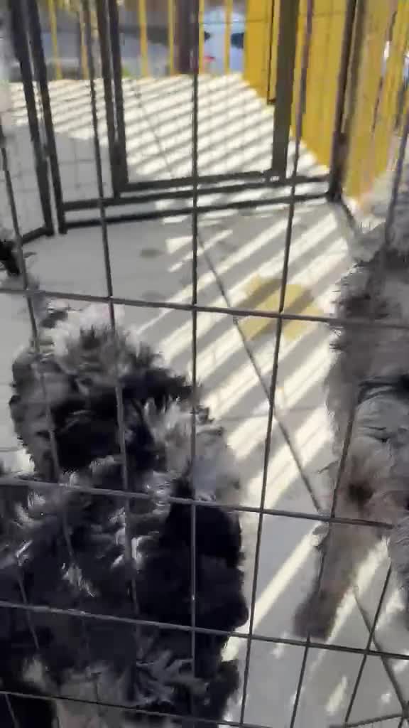 Cockapoo dogs for sale: Ready now (1 girl left) - Video 1
