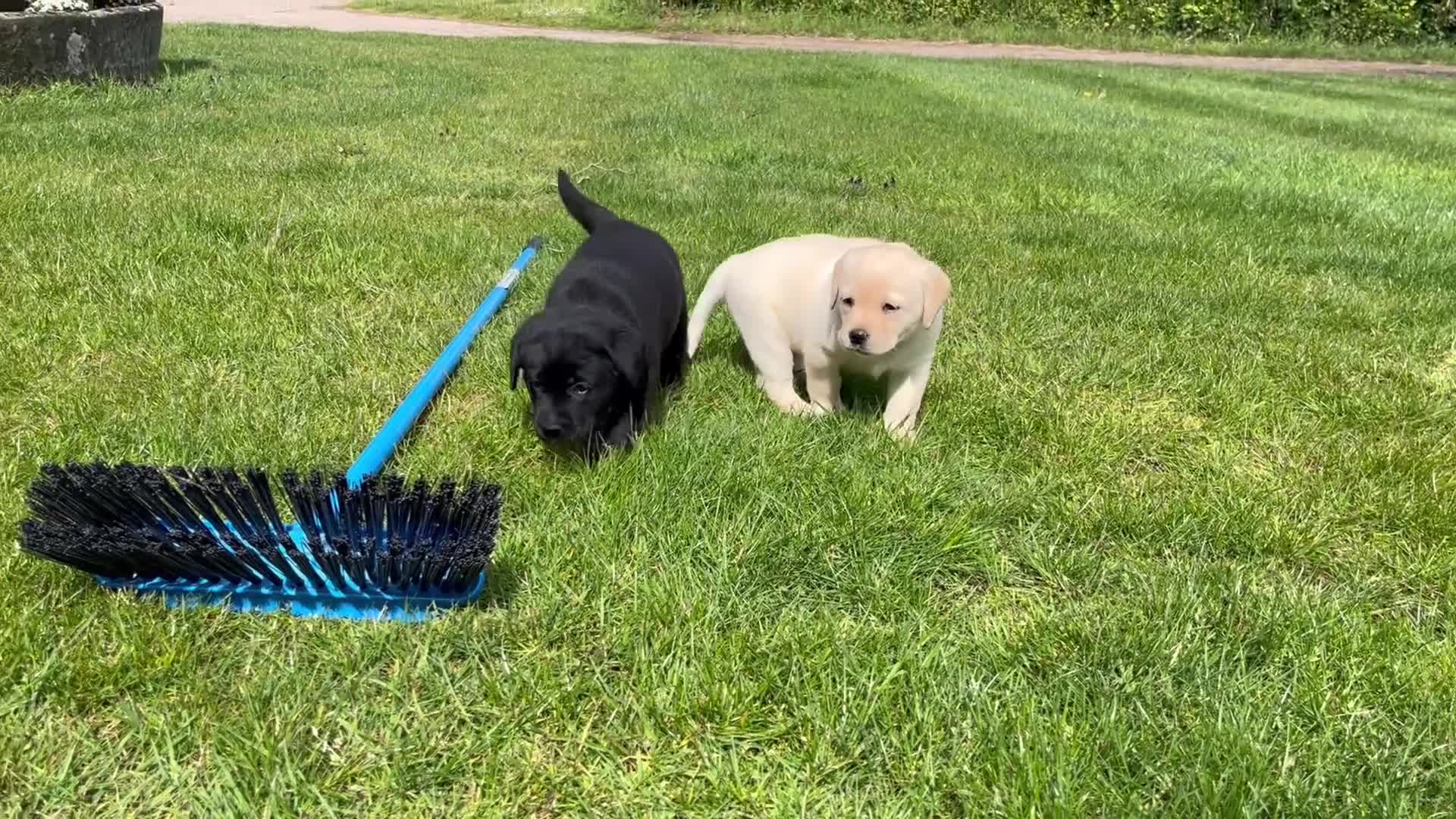 Labrador Retriever dogs for sale: Pedigree Labrador puppies - Video 1