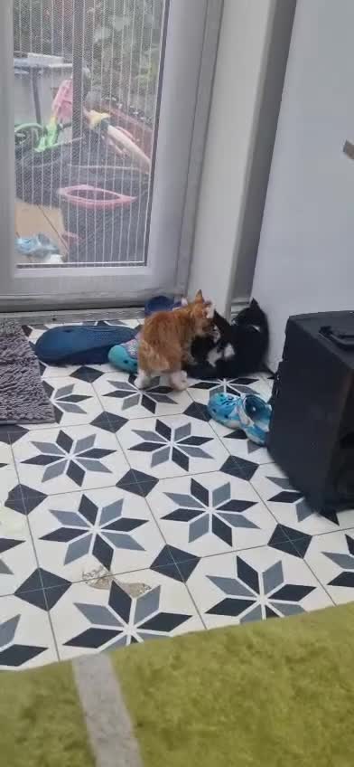 Mixed Breed cats for sale: 3 little kittens( 1 ginger boy+2 girls) - Video 1