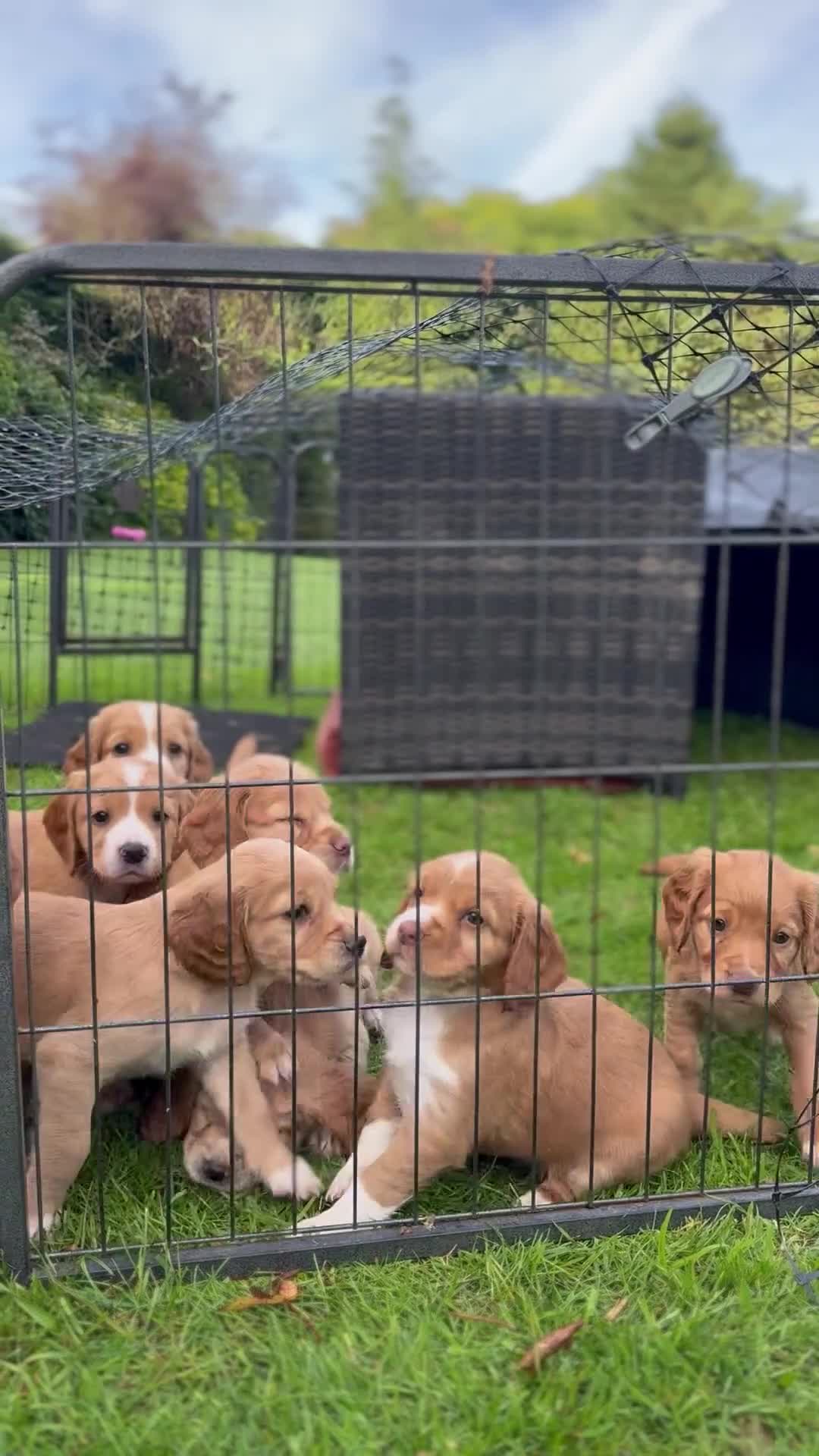 Cocker Spaniel dogs for sale: Stunning Working Cocker Spaniel Puppies - Video 1