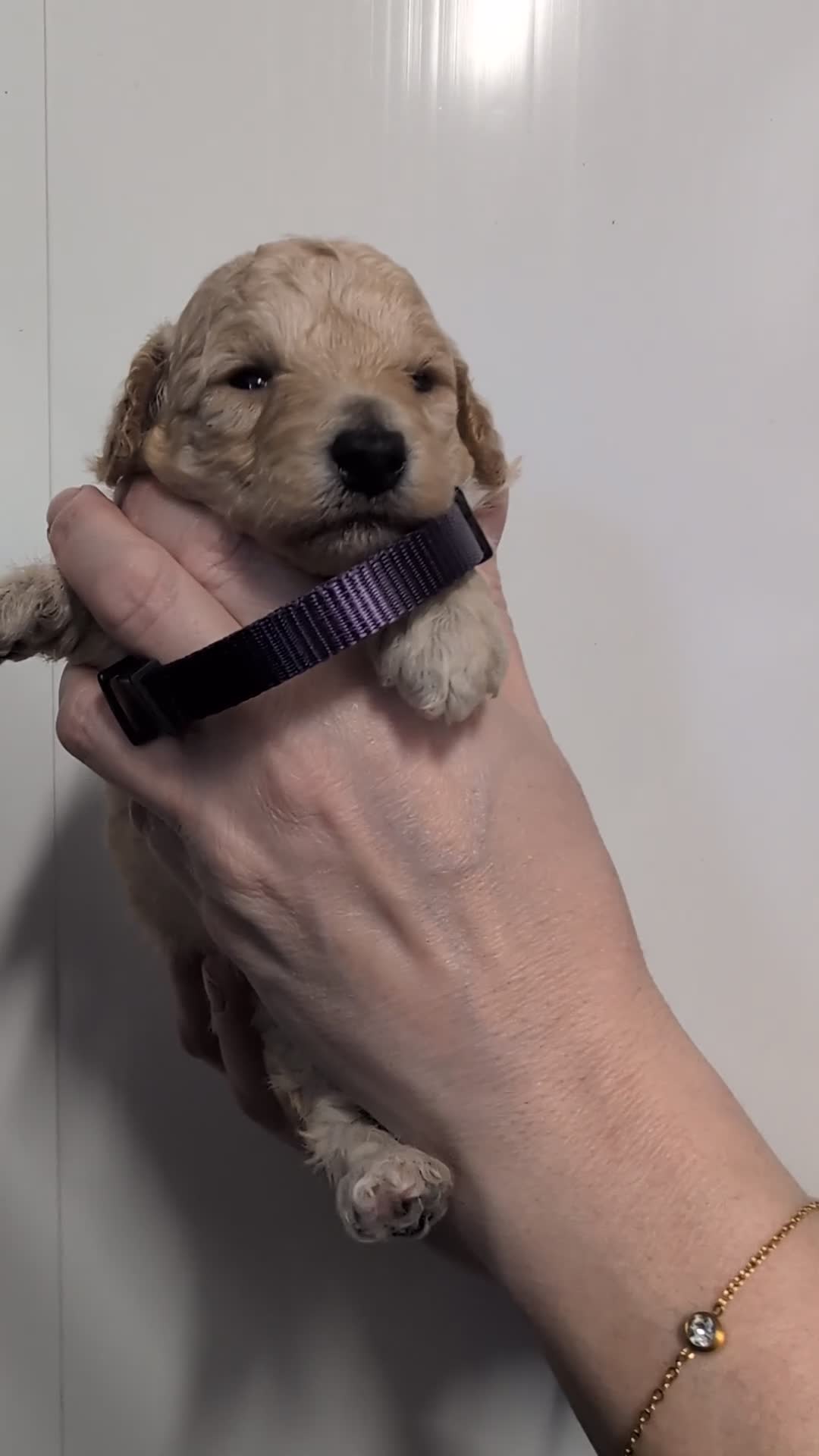 Toy Poodle dogs for sale: Stunning KC Reg Toy Poodle Puppies  - Video 1