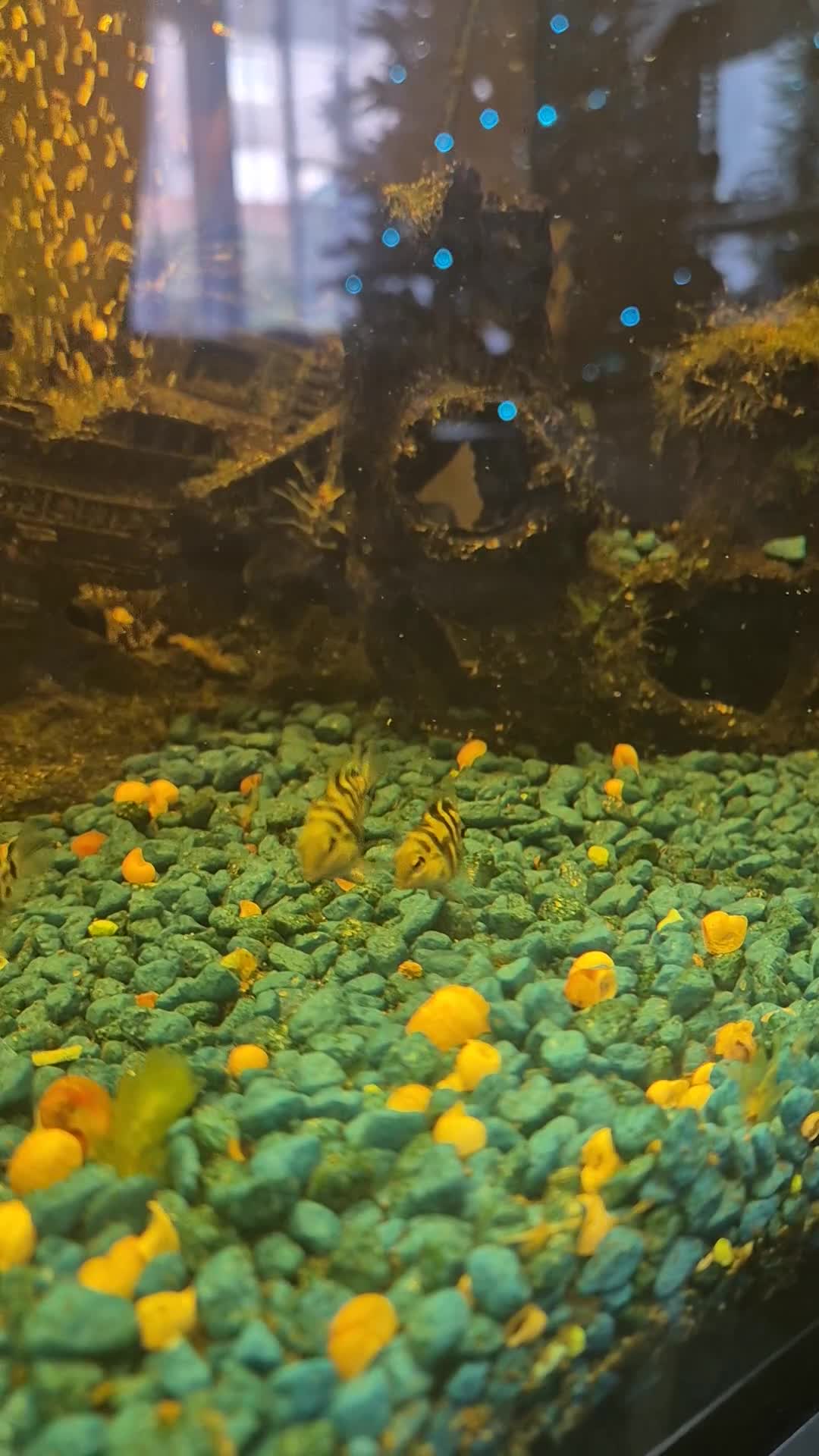Cichlids fish for sale: Polar blue parrot fish - Video 2