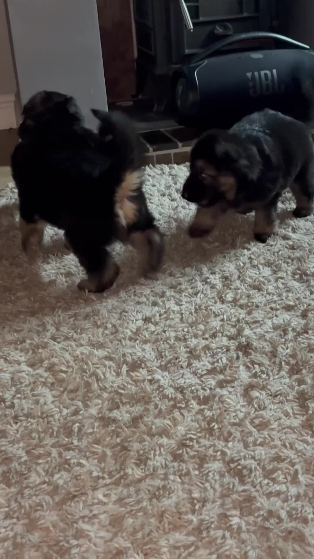 German Shepherd dogs for sale: 3 beautiful chunky boys  - Video 1