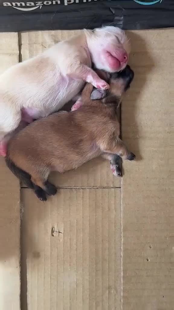 Pomeranian dogs for sale: Fluffy Pure bred small pomeranians in Ware - Video 1