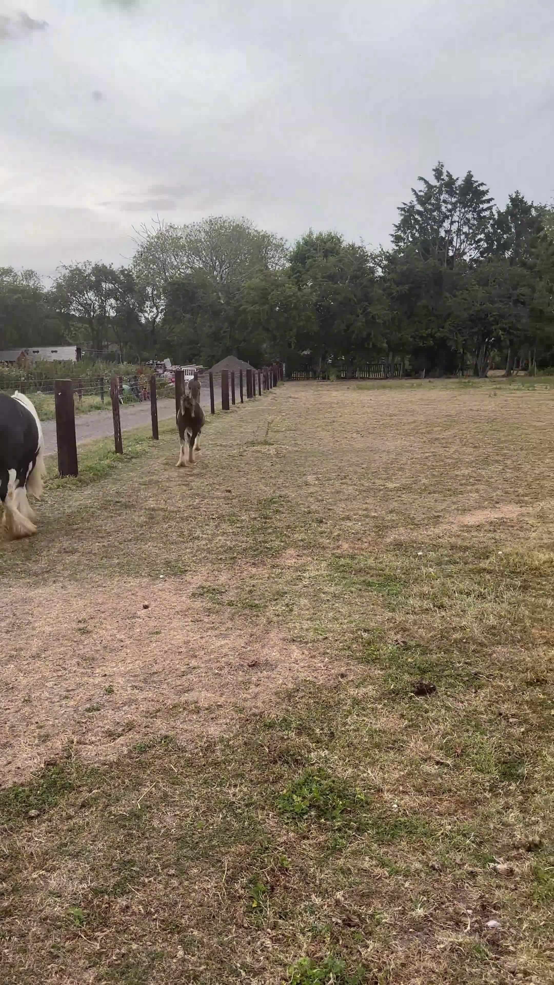 Miniature horses for sale: 6-Month-Old Mini Cob Colt Foal – Full of Potential - Video 3