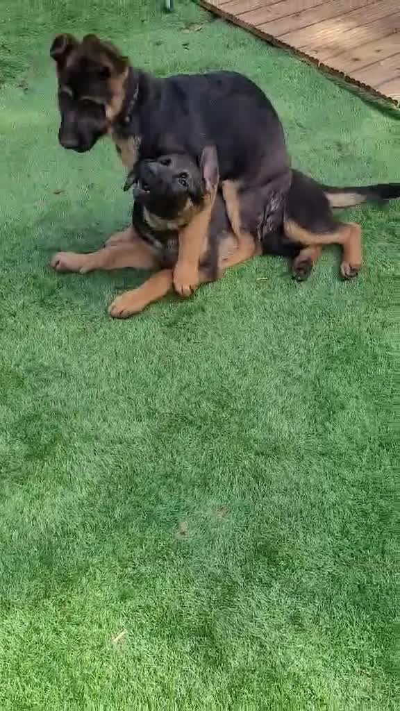 German Shepherd dogs for sale: German sheperd - Video 2