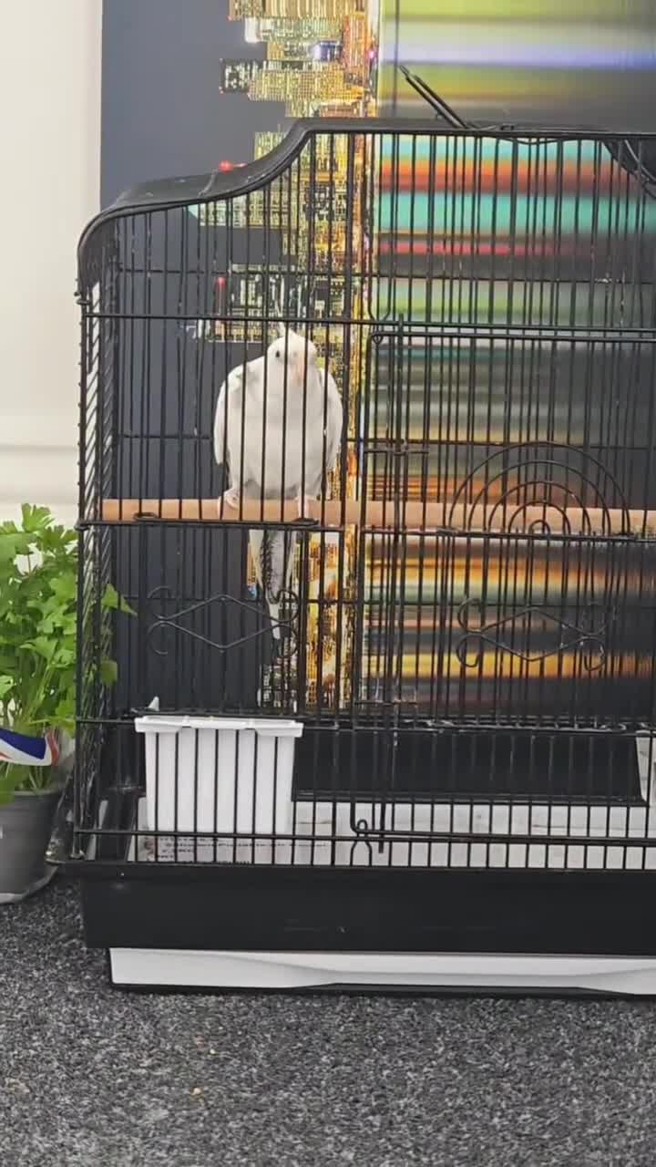 Cockatiels birds for sale: Hand tame cocktail  in Oswestry - Video 3