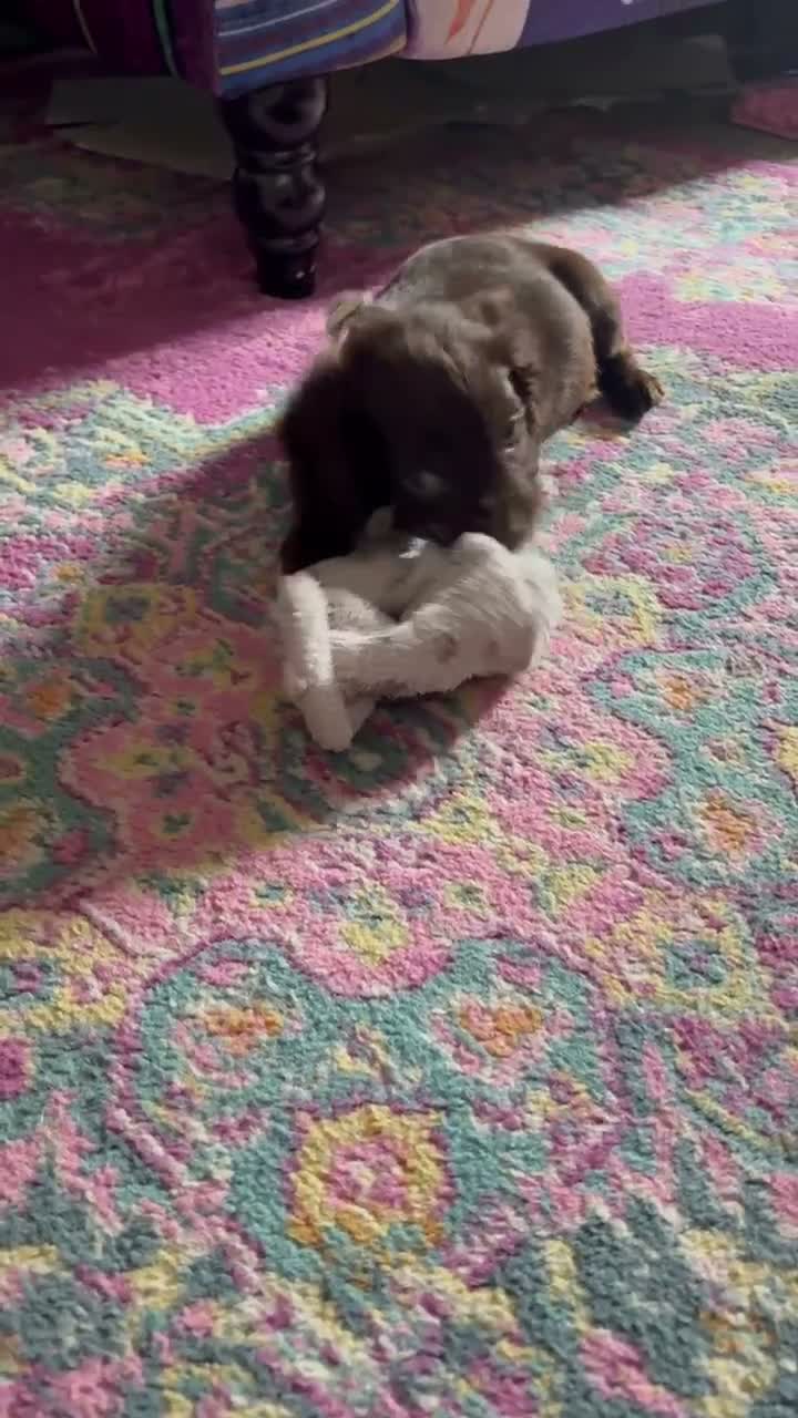 Cockapoo dogs for sale: Cocker spaniel puppies💕 - Video 1