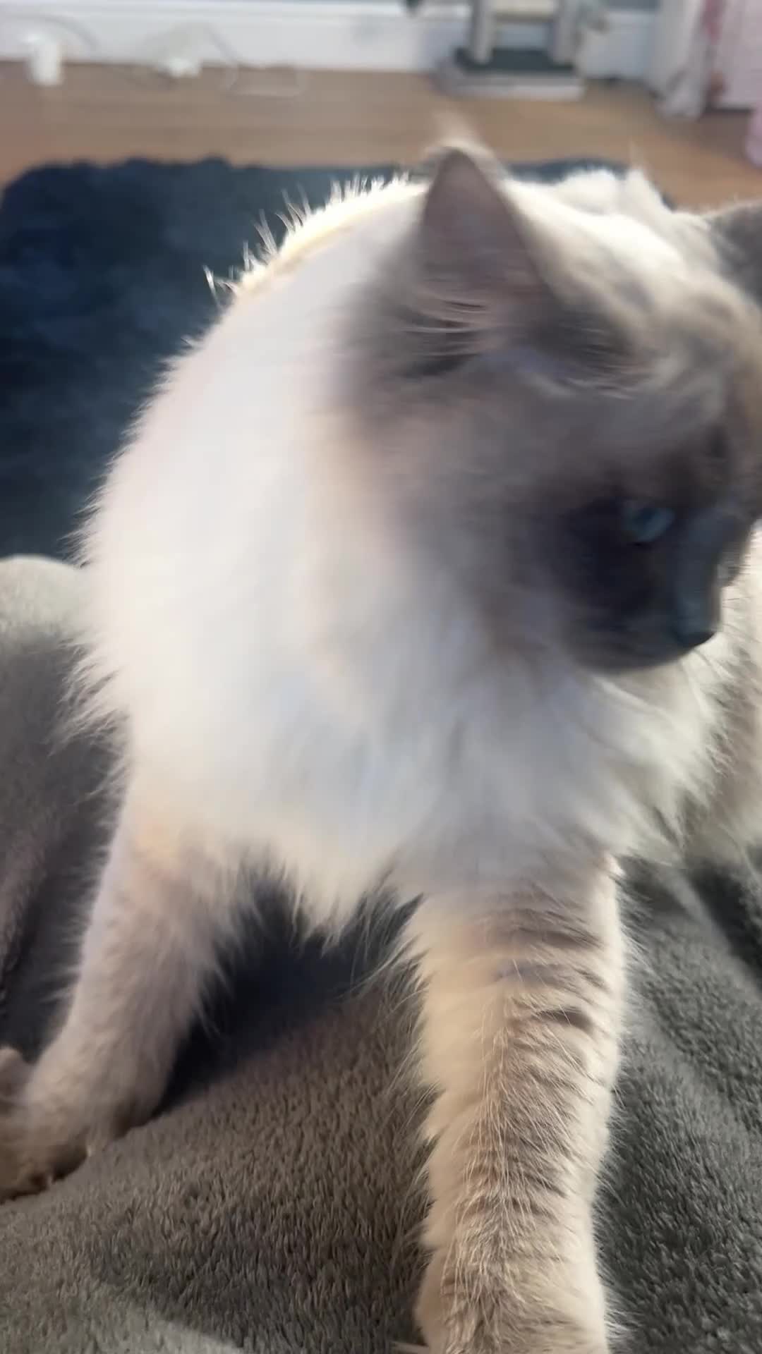Ragdoll cats for sale: Beautiful five year old Ragdoll  - Video 1