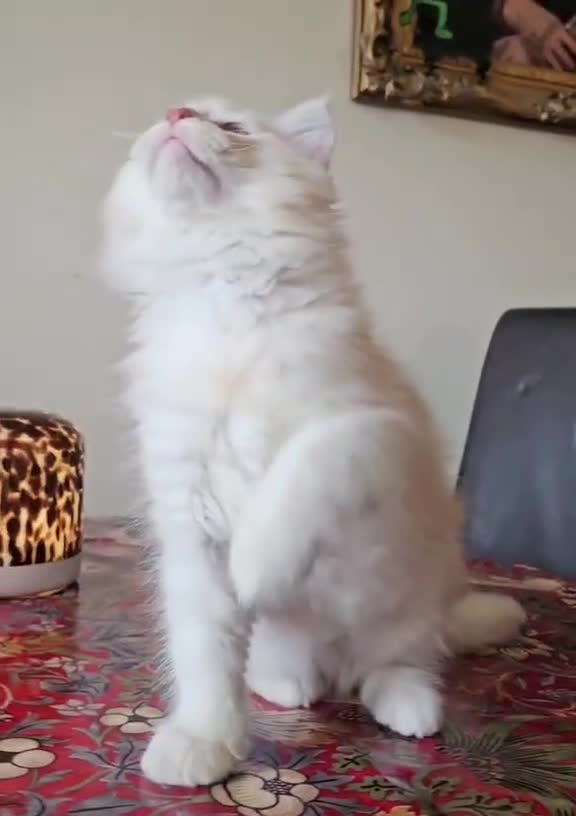 Maine Coon cats for sale: THIS LITTER ALL SOLD😸😸😸NEXT LTTER AUGUST 2026 - Video 2