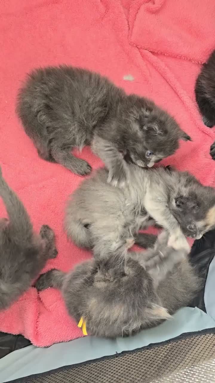 Maine Coon cats for sale: Tica Stunning Maine Coon Kittens XL Bloodlines - Video 2