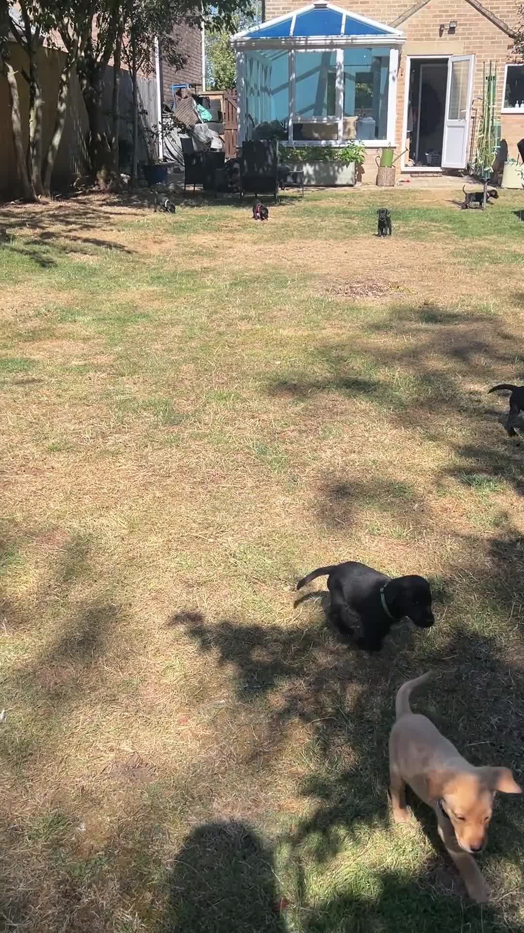 Labrador Retriever dogs for sale: KC registered Labradors - Video 2