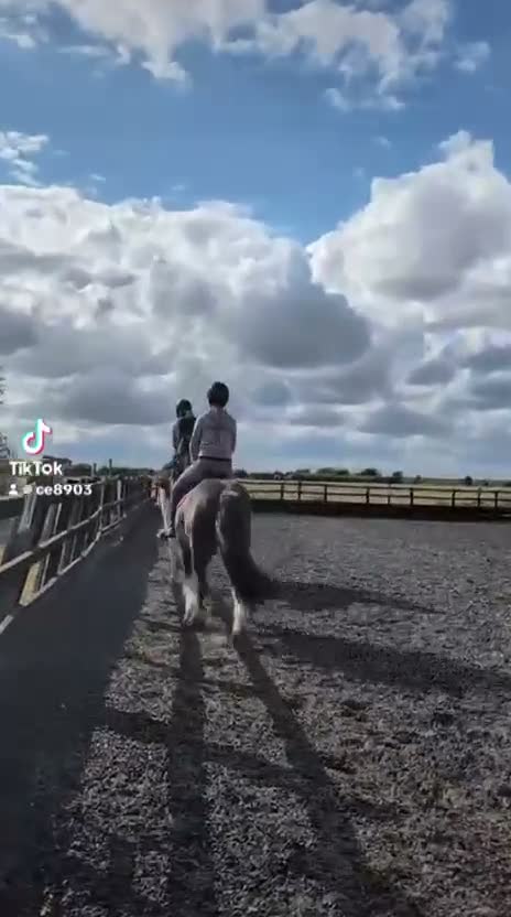 Welsh Section C horses for sale: Blagdon Welsh cob 14jh - Video 1