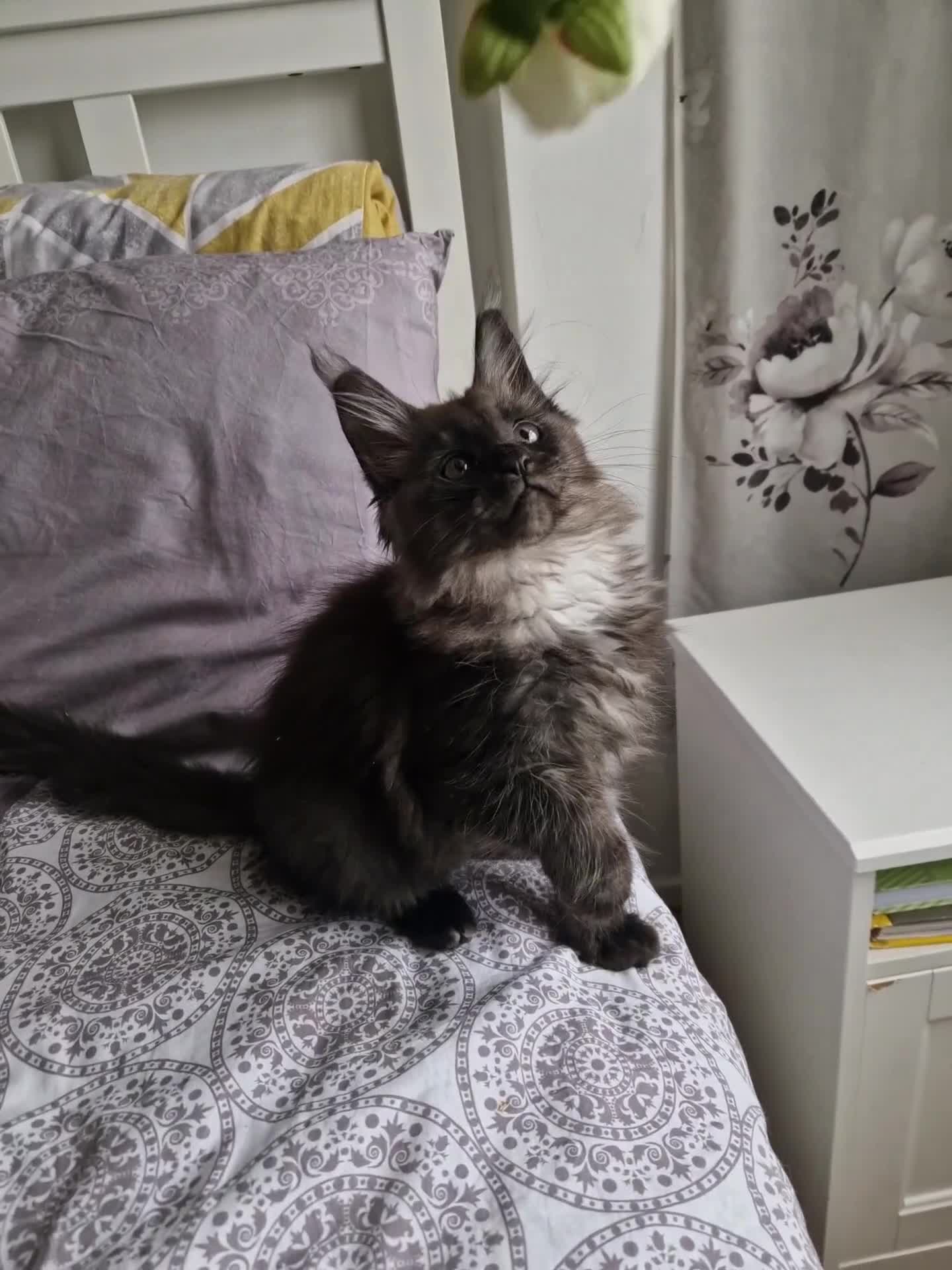 Maine Coon cats for sale: Stunning Black Smoke Registred Maine Coon Kittens - Video 1