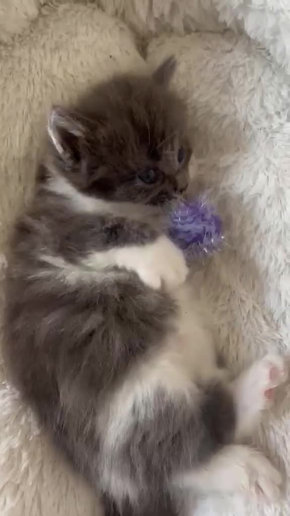 British Shorthair cats for sale: 2 beautiful British shorthair kittens for sale in Welwyn Garden City - Video 1
