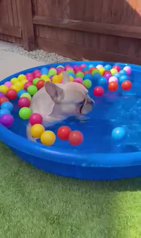 French Bulldog dogs for stud: 🌟🔥LILAC PLATINUM KC REG FRENCH BULLDOG STUD🔥🌟 in Uxbridge - Video 2