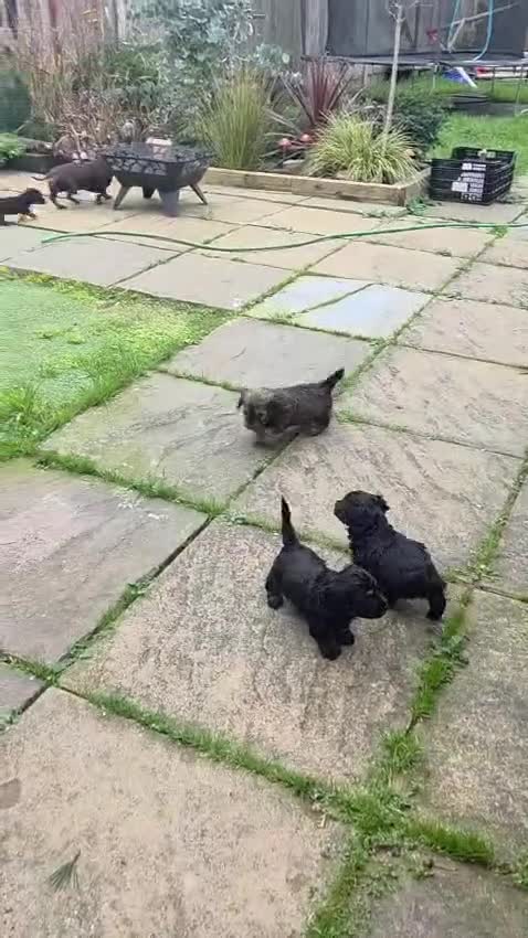 Mixed Breed dogs for sale: Miniature Dachshund x Bichon Havanese Puppies - Video 1