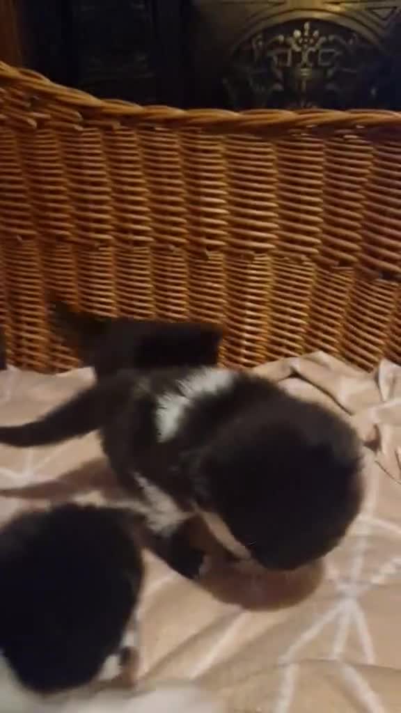 British Shorthair cats for sale: Cute kittens for sale  - Video 2