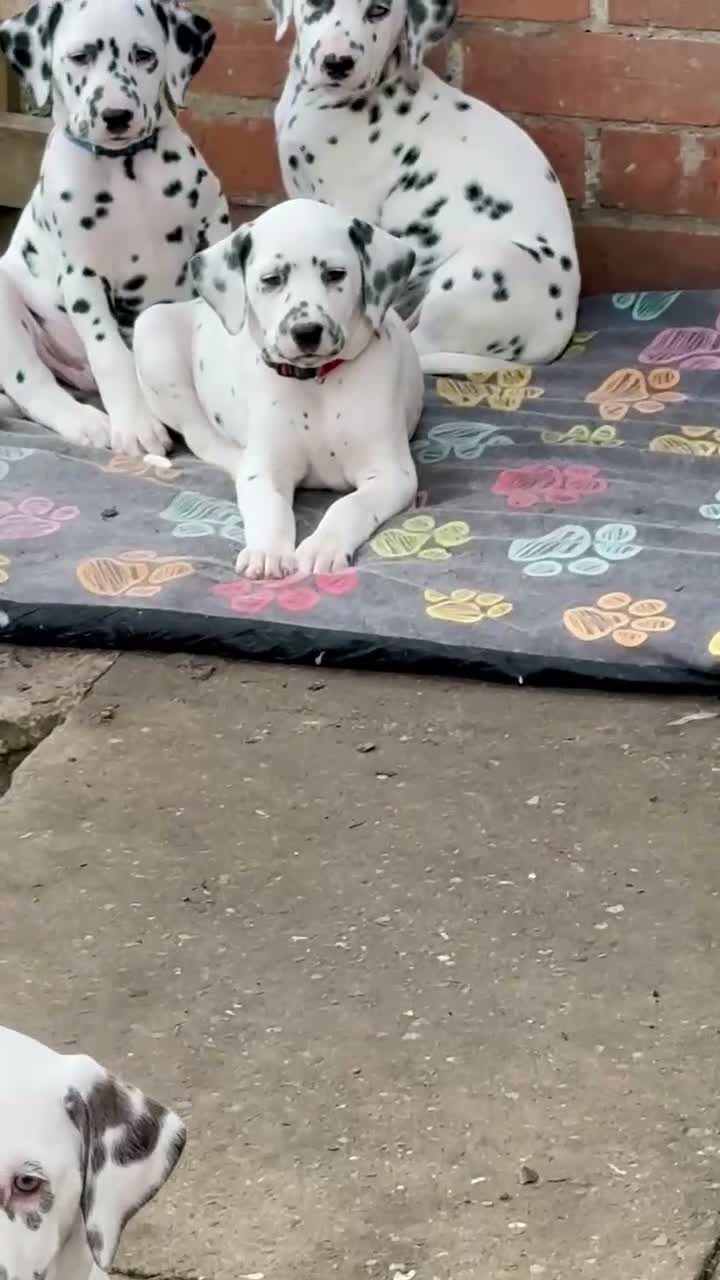 Dalmatian dogs for sale: Unexpectedly re-available Dalmatian girl-ready now - Video 2