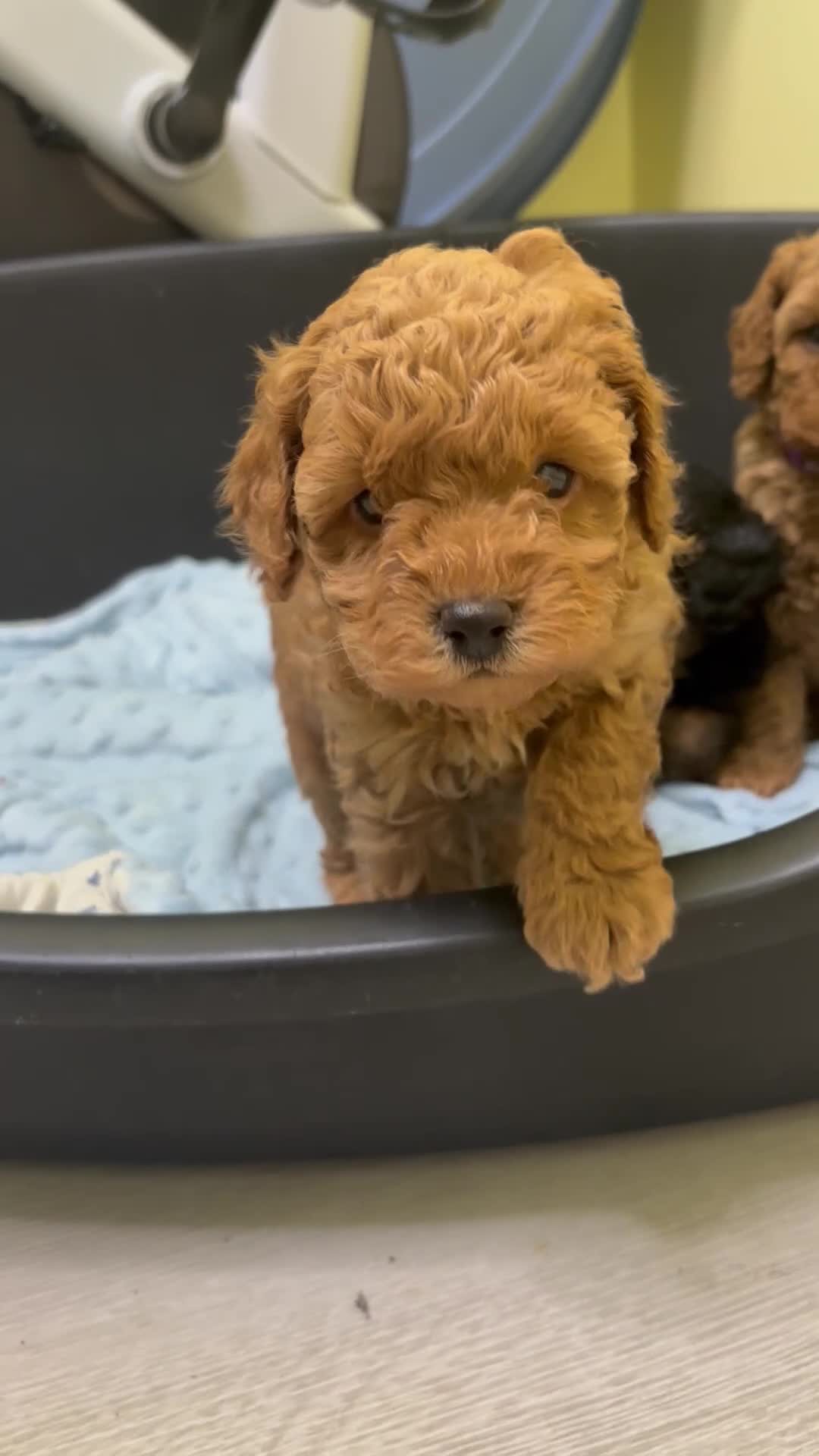 Toy Poodle dogs for sale: KC registered toy poodles - Video 1