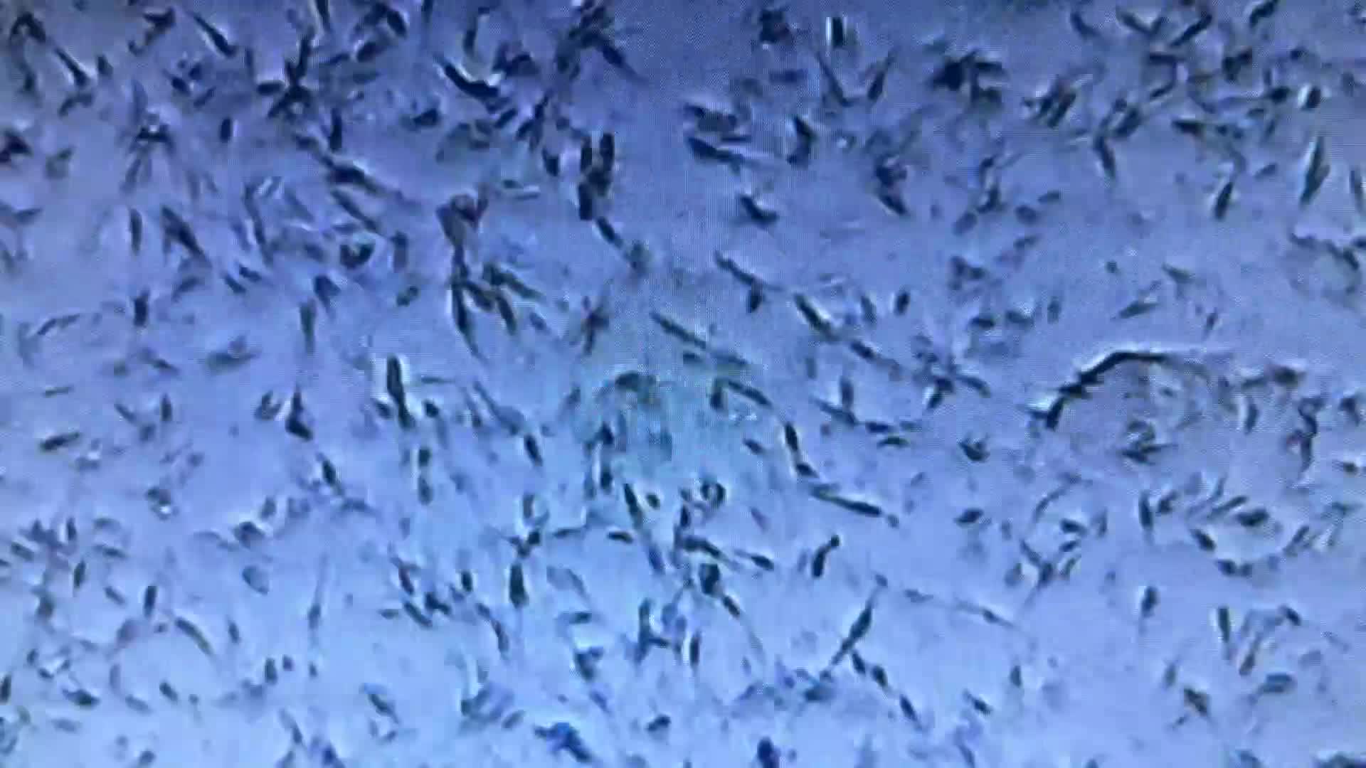 Rottweiler dogs for stud: Rottweiler DNA health tested,,EYE SCANNED  in Wellingborough - Video 4