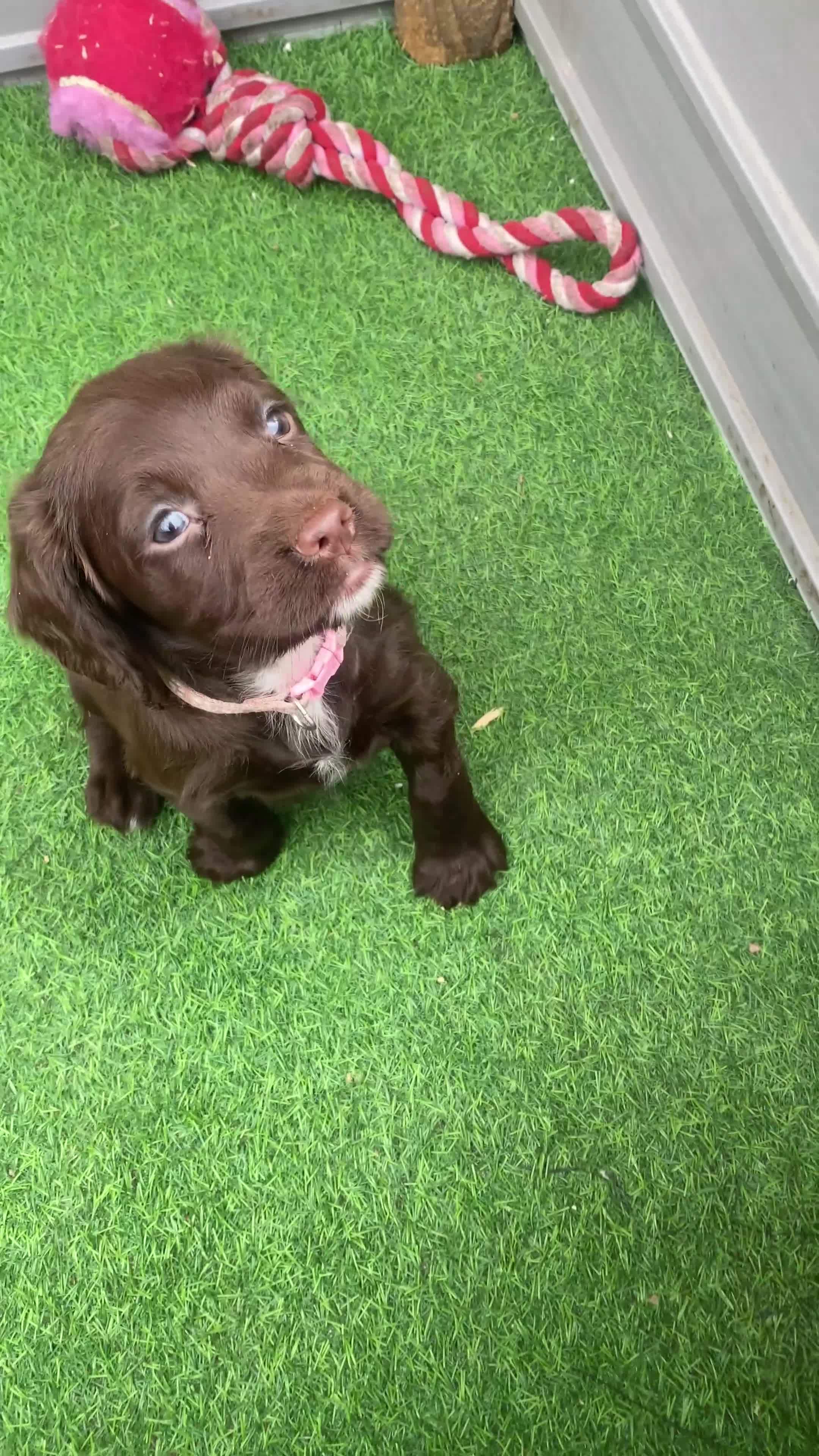 Sprocker dogs for sale: Last 2 girls available chocolate Sprockers - Video 3