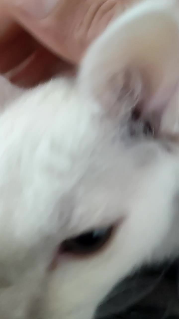 LaPerm cats for sale: Last one **Beautiful LaPerm curly fur boy kitten - Video 5