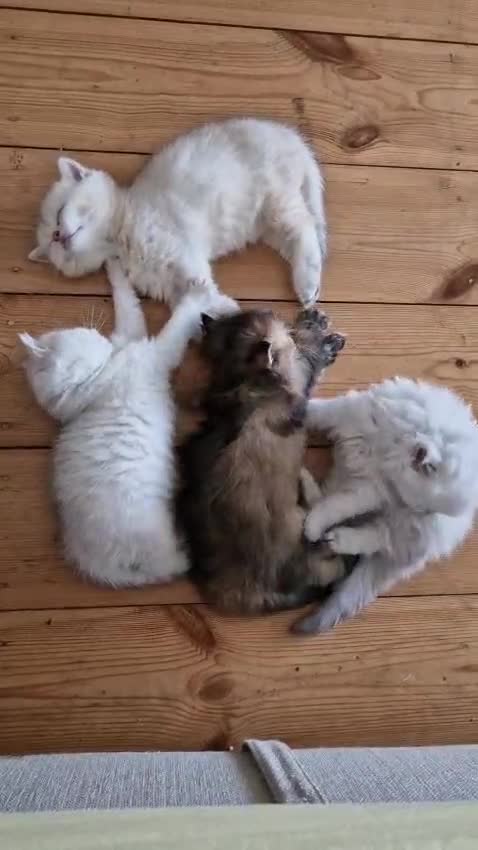 British Shorthair cats for sale: ❤ British Shorthair Kittens ❤ Silver ❤ Healthy ❤ - Video 3