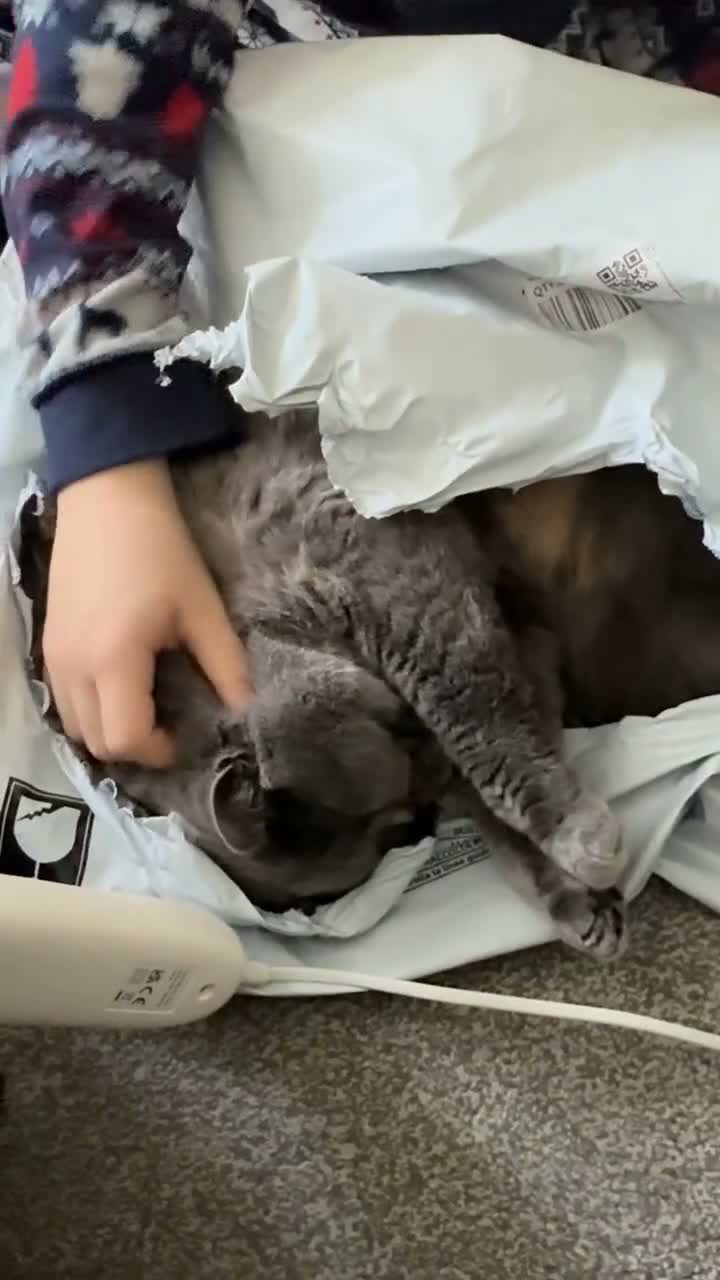 British Shorthair cats for sale: 5 year old blue cream British shorthair GCCF reg - Video 1